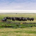 TZA ARU Ngorongoro 2016DEC26 Crater 047 : 2016, 2016 - African Adventures, Africa, Arusha, Crater, Date, December, Eastern, Mandusi Hippo Pool, Month, Ngorongoro, Places, Tanzania, Trips, Year